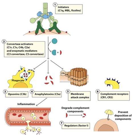 Complement System Flashcards Quizlet