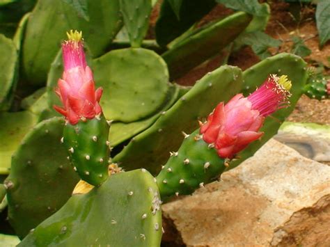 Opuntia Cochenillifera Cochineal Nopal Cactus World Of Succulents