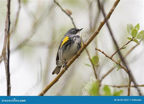 Yellow Rumped Warbler Resting On Tree Branch Stock Image Image Of