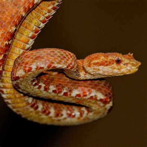 Eyelash Viper (Bothriechis schlegelii) | about animals