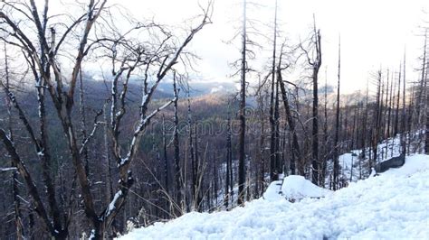 Forest Fire Aftermath Conflagration Burnt Charred Pine Tree Trunks