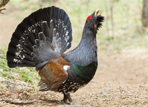 We Bet You Didn’t Know These Things About Capercaillie Birds – Animal ...