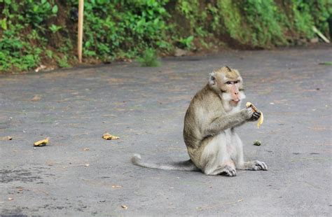 Premium Photo | Wild monkeys eating bananas