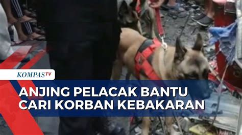 Orang Masih Dinyatakan Hilang Polisi Kerahkan Anjing Pelacak Untuk