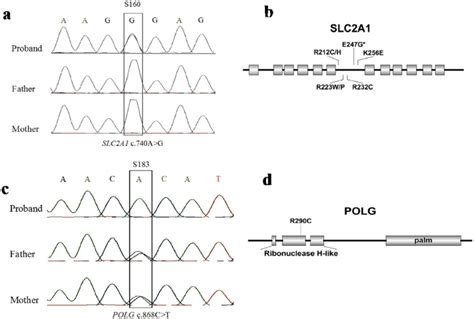 Examples Of Sanger Sequencing Validation And The Position Of Sequence