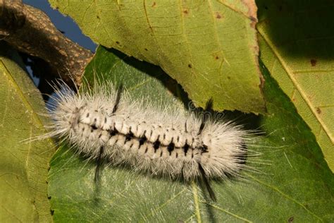 Hickory Tussock Moth Caterpillar Stock Image Image Of Defense