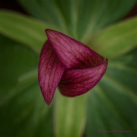 Toadshade Trillium - Flora Critiques - Nature Photographers Network