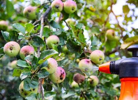 Homemade Apple Tree Spray Make Your Own And Save Money Minneopa Orchards