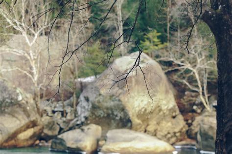 Fotos Gratis Rbol Naturaleza Bosque Al Aire Libre Arroyo