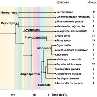 Sequence Logos For The Conserved Motifs Of Duf Proteins In Plants