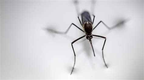 See Why Mosquitoes Are Invading Southeast Texas Right Now | iHeart