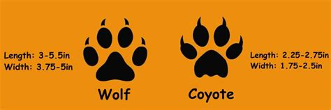 Coyote Vs Wolf: Spot The Differences From A Gray Wolf