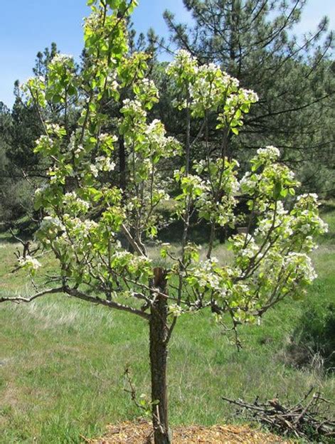 Harvesting Pear Trees Time From Blossom To Harvest Gardening