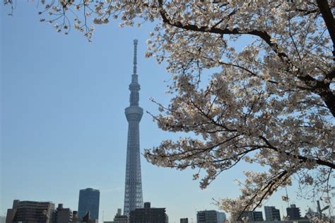 東京 お花見・桜の名所＆穴場ランキング【2024】 アクティビティジャパン