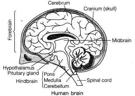 Project Brain Diagrams Brain Human Diagram Its Divisio