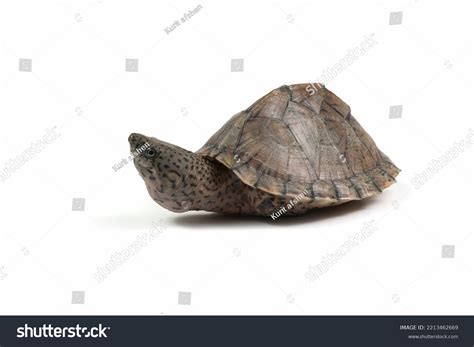 Razorback Musk Turtle Razorbacked Musk Turtle Stock Photo 2213462669 ...