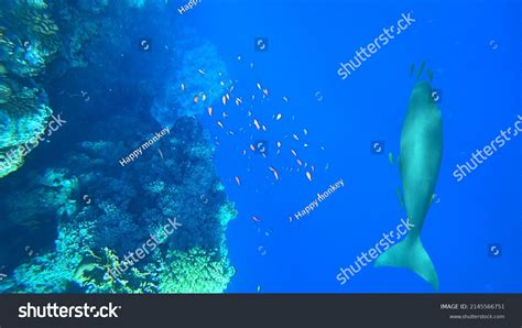 Dugong Top View Red Sea Stock Photo 2145566751 Shutterstock