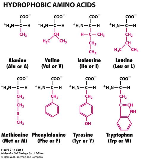 TJ Hydrophobic Amino Acids Amino Acids Are Grouped According To What