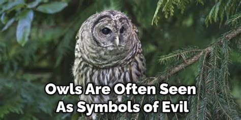 Barred Owl Symbolism Detailed Explanation 2022