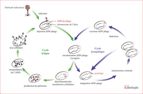 John Libbey Eurotext Virologie A Century Of Research On Bacteriophages