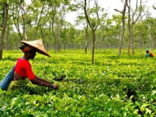 srimangal tea garden - Authentic Experience