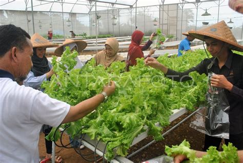 Pelatihan Budidaya Sayuran Hidroponik Antara Foto