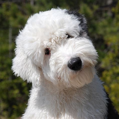 Old English Sheepdog Pedigree Database