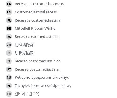 Costomediastinal recess - vet-Anatomy - IMAIOS