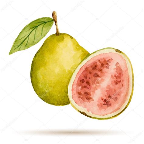 Guava Stock Vector Image By Elenamedvedeva 75505825