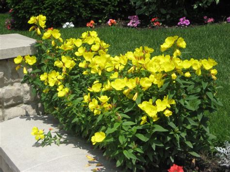 14 Perennials for Full Sun | HGTV