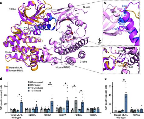 Horse Mlkl β3 αc Loop And C Lobe Residues Facilitate Mouse Ripk3