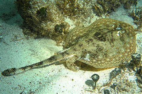 Types of Stingrays to Know