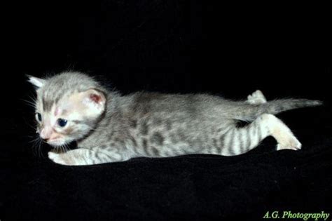 Bengal Kittens For Adoption for Sale in Jacksonville, Florida ...