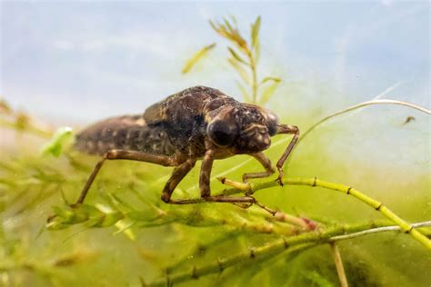 Dragonflies And Damselflies In Uk Wetlands Species Guide And