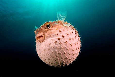 Most Dangerous Foods Blowfish Stonefish Maggot Cheese The Daily Dish