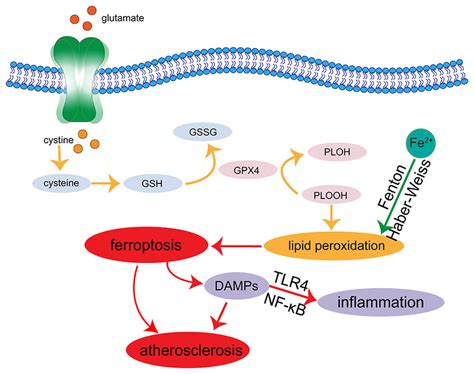 Ferroptosis And Atherosclerosis Intracellular Free Iron Generates