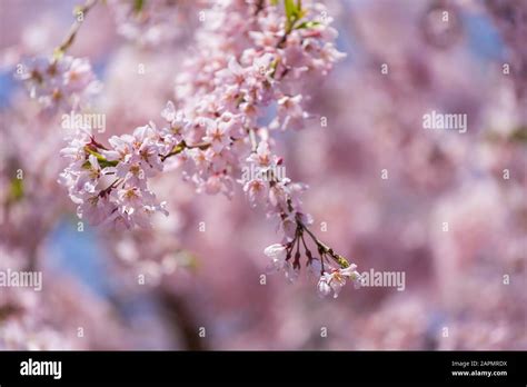 beautiful sakura, cherry blossom in Tokyo, Japan Stock Photo - Alamy