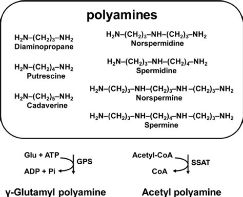 Schematic Presentation Of Common Polyamines And Two Polyamine