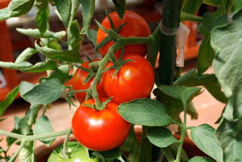 How To Grow Tomatoes In Pots