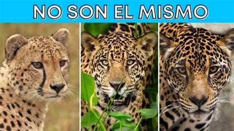 Leopardo Guepardo y Jaguar Cuál es la diferencia YouTube