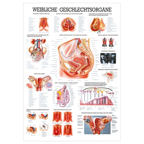 Weibliche Geschlechtsorgane Lehrtafel Anatomie X Cm Medizinische