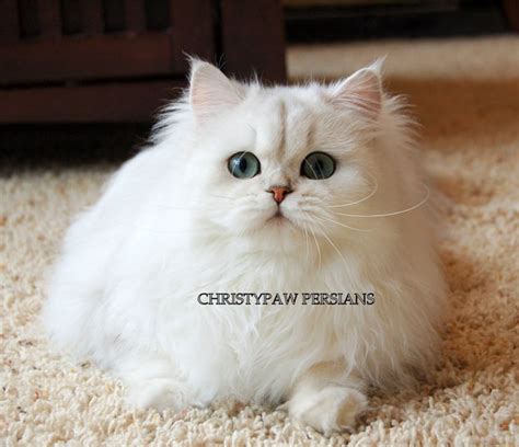 Doll Face Persian kittens For Sale - CHRISTYPAW PERSIANS