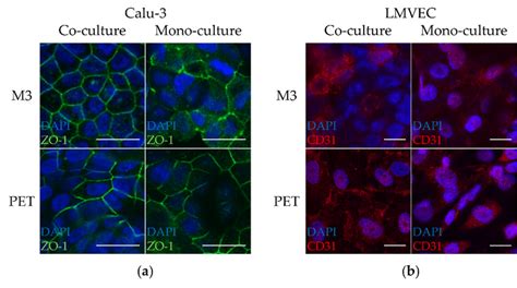 Staining Of The Tight Junction Protein Zonula Occludens Zo And