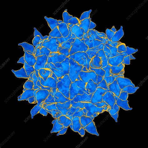 Human rhinovirus, artwork - Stock Image - F010/2353 - Science Photo Library