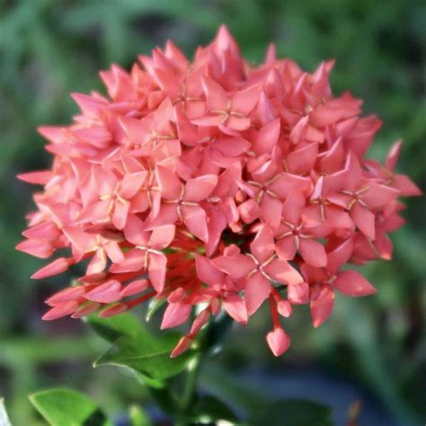 Dwarf Red Ixora Plant Farm Online