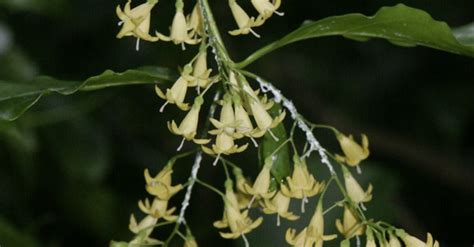 Chiococca Alba Hierba Medicinal Que Previene Y Combate Los Problemas