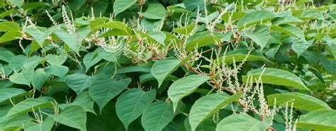 🏡 Plants That Look Like Japanese Knotweed Identified