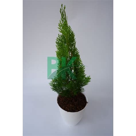 Jual Cemara Kipas Thuja Occidentalis Bibit Pohon Cemara Tanaman Hias