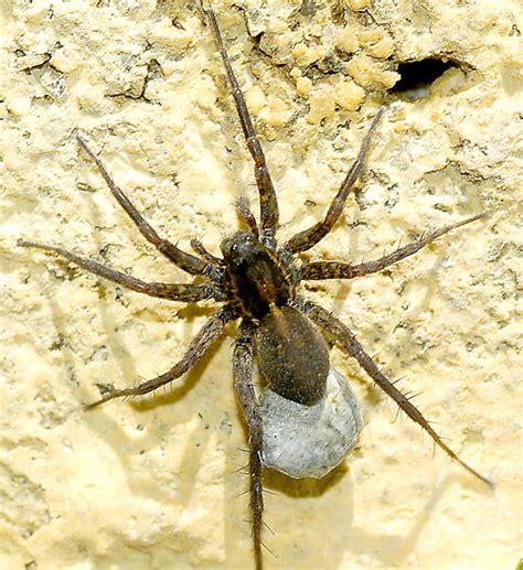 Wolf Spider With Egg Sac