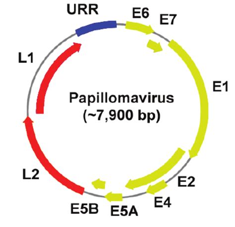 Schematic Presentation Of The Hpv Genome The Non Coding Region Is The